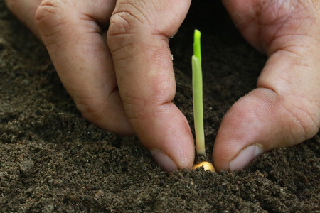 Planting Corn seedling on fertile soilの写真素材