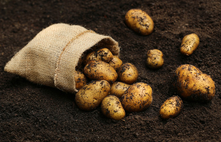 Newly harvested potatoes in soil with jute bagの写真素材