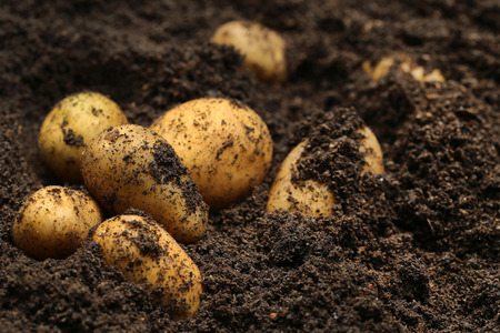 Newly harvested potatoes in soil Newly harvested potatoes in soil