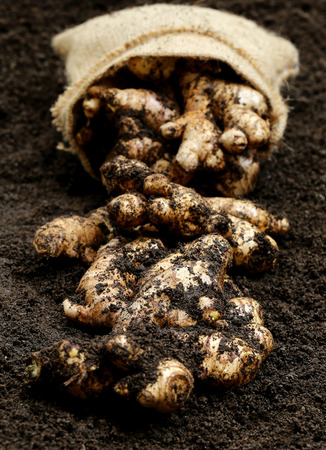 Newly harvested ginger with jute bagの写真素材