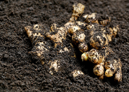 Pile of newly harvested ginger in groundの写真素材