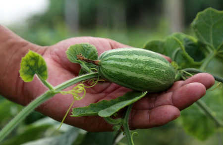 Hand holding green pointed gourd in vegetable gardenの写真素材