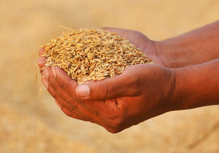 Hand holding golden paddy seeds in Indian subcontinentの写真素材