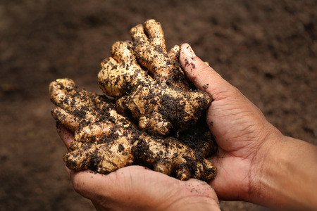 Hand holding some newly harvested ginger