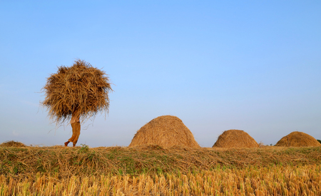 A Bangladeshi people carries bunch of newly harvested paddyの写真素材