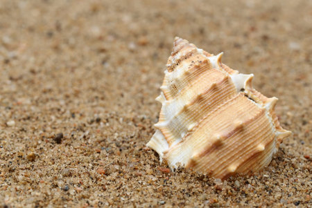 Close up on snail shell in a sea beach