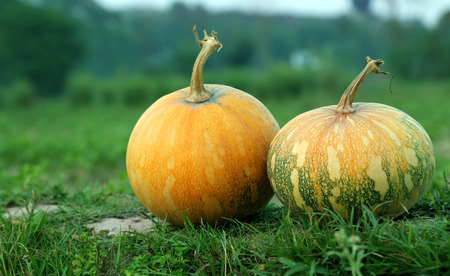 Close up of two harvested ripe pumpkins in meadowの写真素材