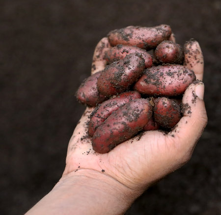 Hand holding some newly harvested potatoesの写真素材