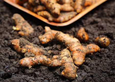 Newly harvested Turmeric in cultivated soilの写真素材