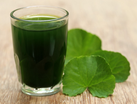 Medicinal thankuni leaves of Indian subcontinent with extractの写真素材