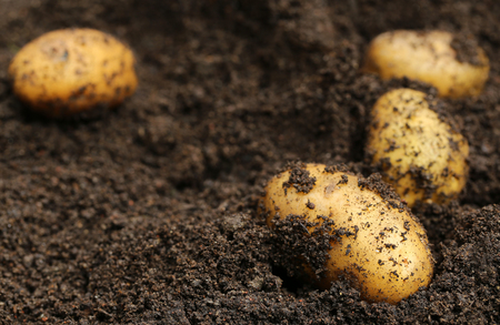 Newly harvested potatoes in groundの写真素材
