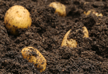 Newly harvested potatoes in groundの写真素材