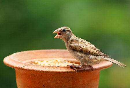 Closeup of a house sparrow feedingの写真素材