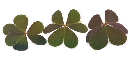 Clover leaves over white background