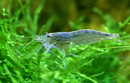 Yamato shrimp on java moss in a planted aquarium