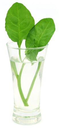 Fresh spinach in a glass over white backgroundの写真素材