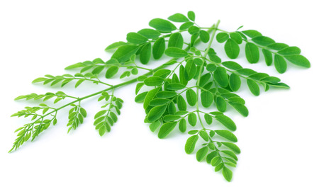 Moringa leaves over white backgroundの写真素材