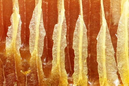 Closeup of a hony comb as backgroundの写真素材