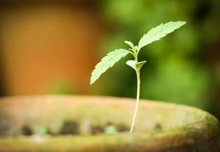 Cannabis indica or Marijuana plant in a clay pot