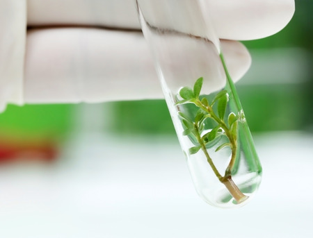 Tissue cultured plant in test tubeの写真素材