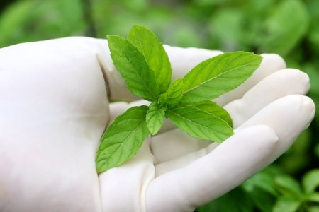 Mint leaves in hand wearing glove in a gardenの写真素材