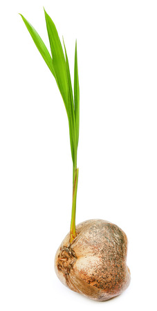 Coconut seedling over white backgroundの写真素材