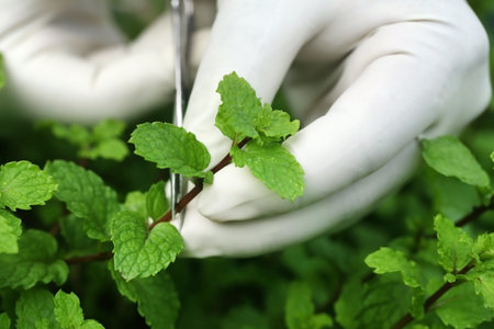Picking mint leaves in a garden