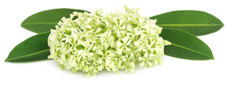 Flowers of Alstonia scholaris commonly called blackboard tree or devil treeの写真素材