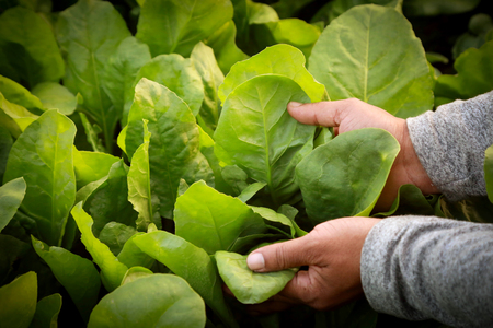Fresh and organic spinach leaves holding by hand in gardenの写真素材