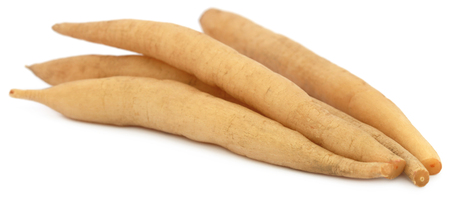 Asparagus racemosus or medicinal Shatavari of Indian subcontinentの写真素材