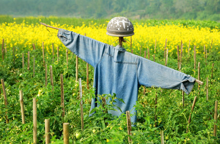 Scarecrow in rural area of Bangladeshの写真素材