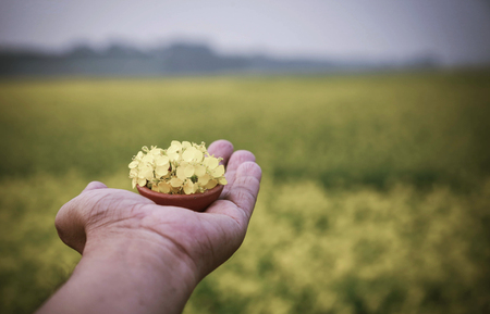 Hand holding pottery full of mustard flowers outdoorの写真素材