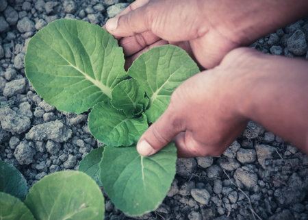 Hand holding organic bok choy in garden