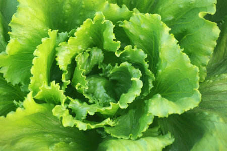 Background of fresh lettuce in garden