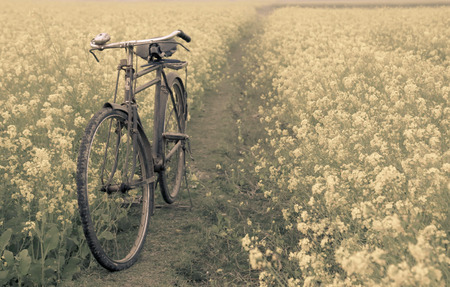 Vintage Bicycle in a rural mustard field in Bangladeshの写真素材