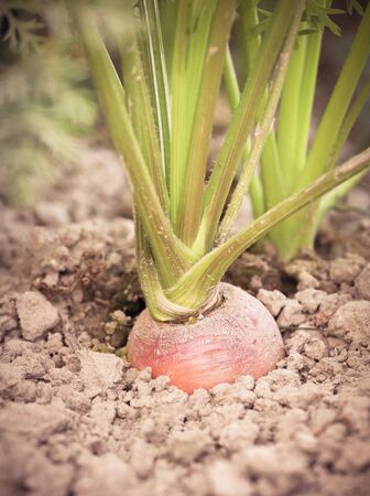 Carrot cultivating in a gardenの写真素材