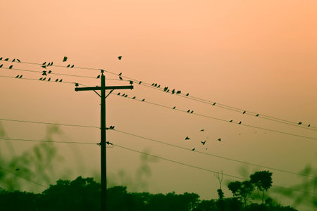 Electric cable line at sunset with birds sitting