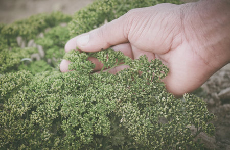 Petroselinum crispum or parsley in agricultural fieldの写真素材