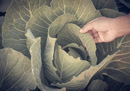 Hand holding fresh cabbage in garden
の写真素材