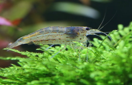 Amano shrimp named after the famous Japanese aquarist Takashi Amanoの写真素材