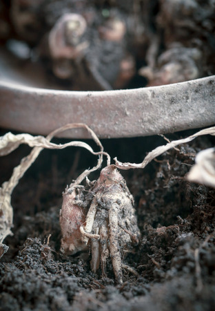 Kaempferia galanga known as aromatic ginger in soilの写真素材