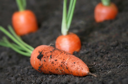 Fresh organic carrots in the gardenの写真素材