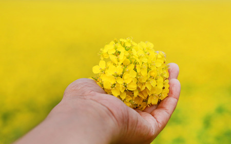 Hand holding mustard flowers outdoor in a gardenの写真素材