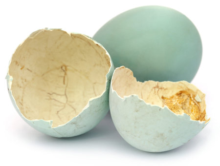 Eggs of pond heron over white background