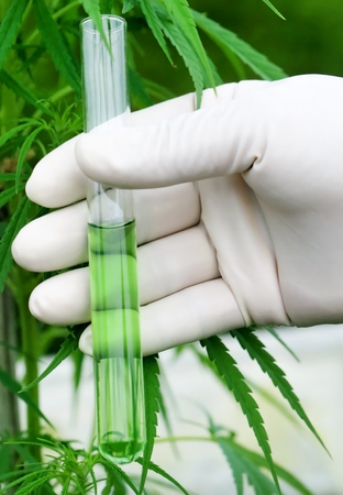 Cannabis extract in test tube holding by scientistの写真素材