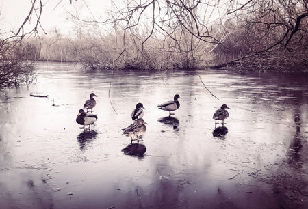 Wild duck in a frozen lake in Brunevang, Rodovre, Denmarkの写真素材