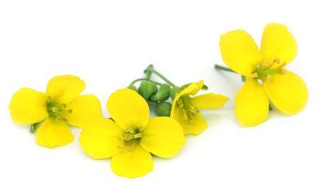 Fresh arugula or rucola flowers over white backgroundの写真素材