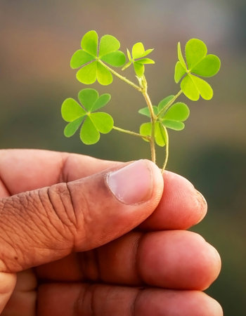 Hand holding green clover leaves outdoor