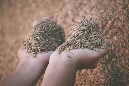 Hand holding newly harvested paddy seeds in Indian subcontinentの写真素材