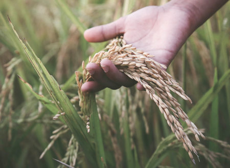 Hand holding golden paddy seeds in Indian subcontinentの写真素材